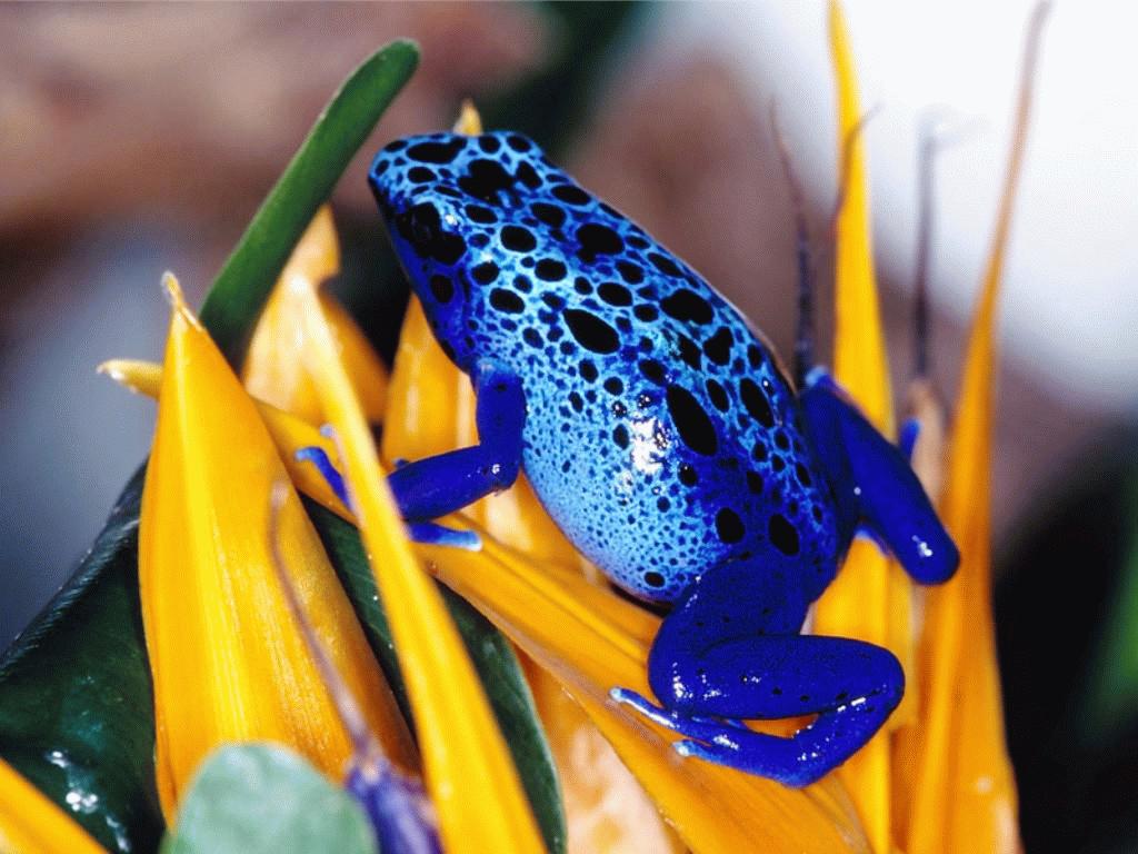 Blue Toad Images