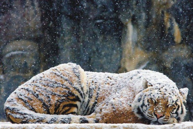 cold_tiger