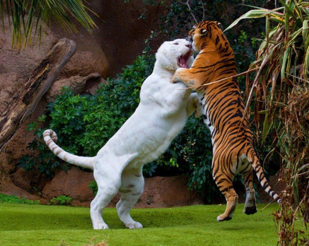 tiger_vs_liger