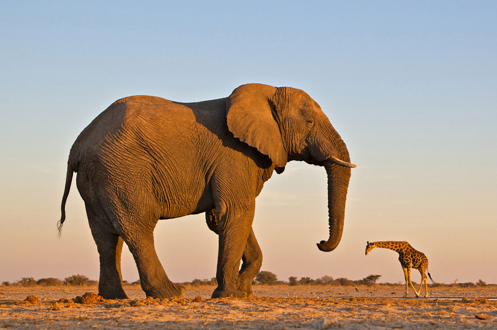 This is a really (really) big elephant… [Amazing Photo of the Day]
