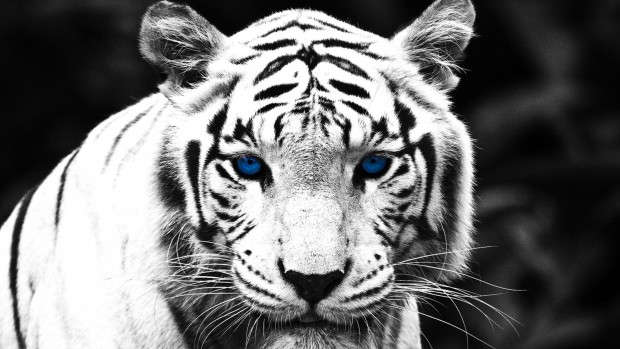 blue-eyed-white-tiger