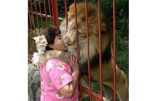lion_kissing
