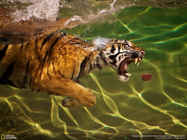 tiger_swimming_1600x1200