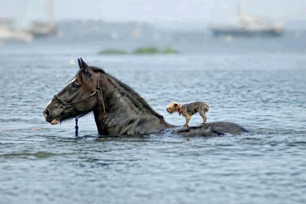 horse_dog_swimming