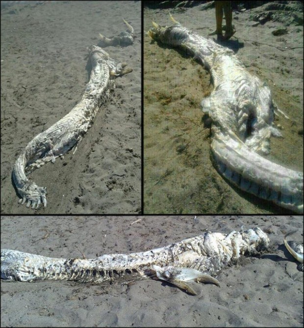 dead_dragon_on_beach