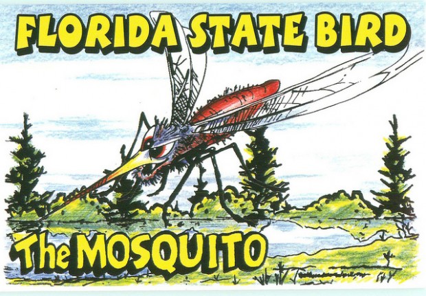 florida mosquito