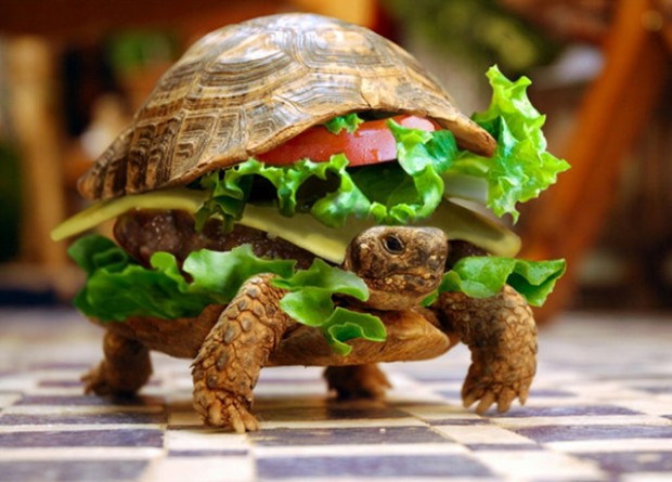 pet_turtle_burger