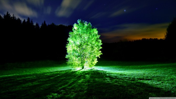 glowing_tree-wallpaper-2560x1440
