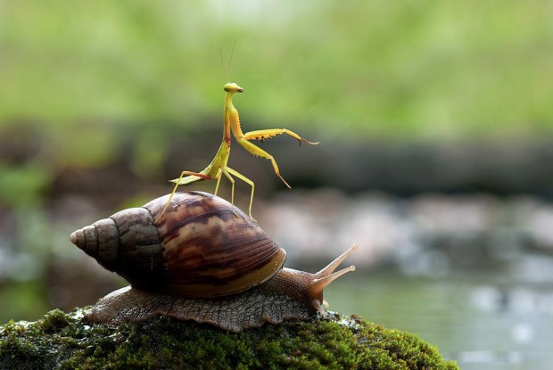 snails_1