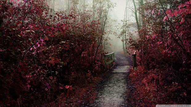 autumn_mist_path-wallpaper-1920x1080