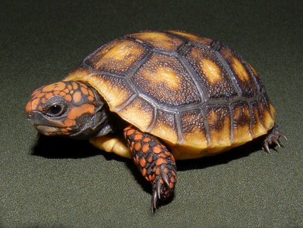 red foot turtle