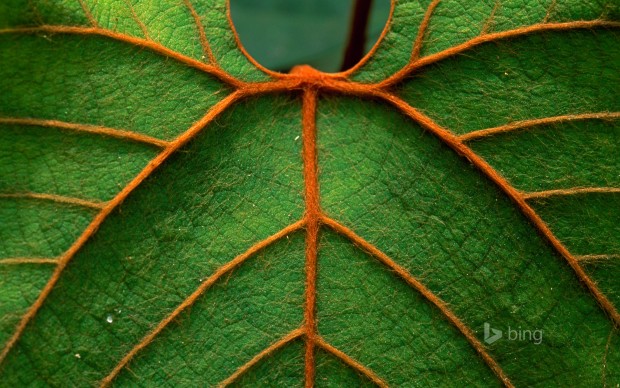 leaf detailed