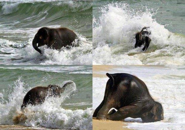 elephant_on_beach