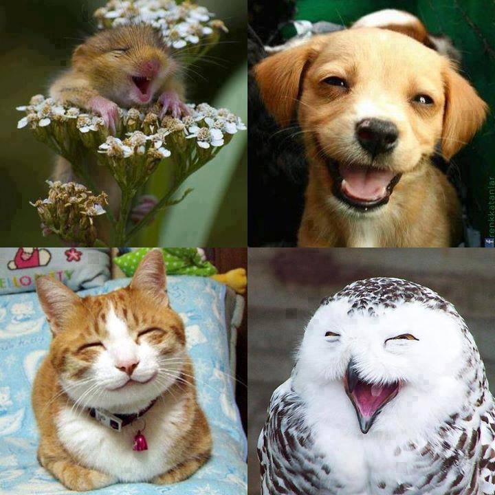 Happy animals [Amazing Photo of the Day] | dotTech