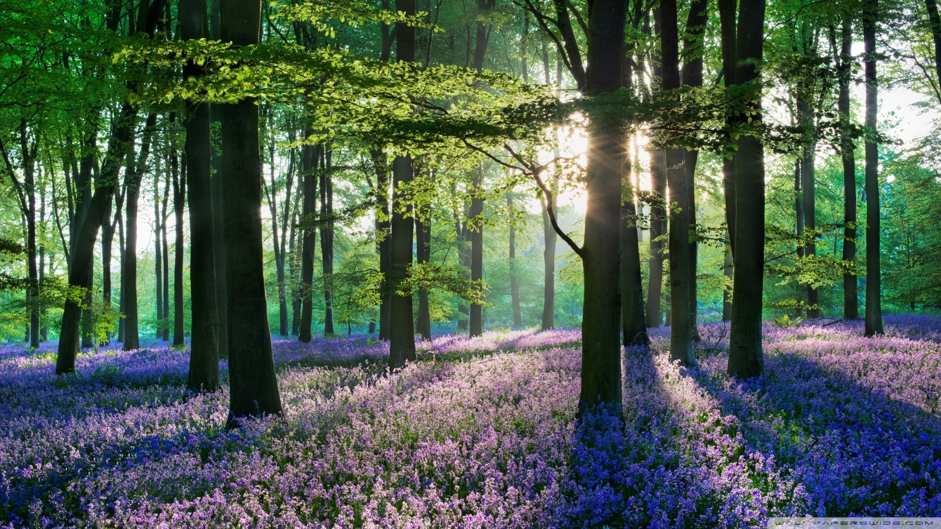 Beautiful field of violet flowers in a forest [Wallpaper] | dotTech