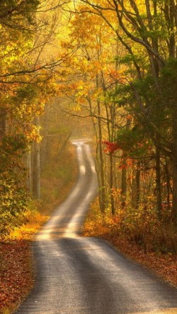 Autumn-Path-250x443